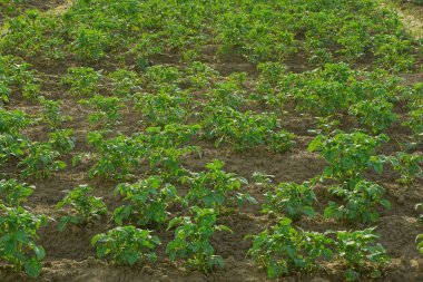bir sebze bahçesinde kahverengi zemin yeşil patates bitkileri satır