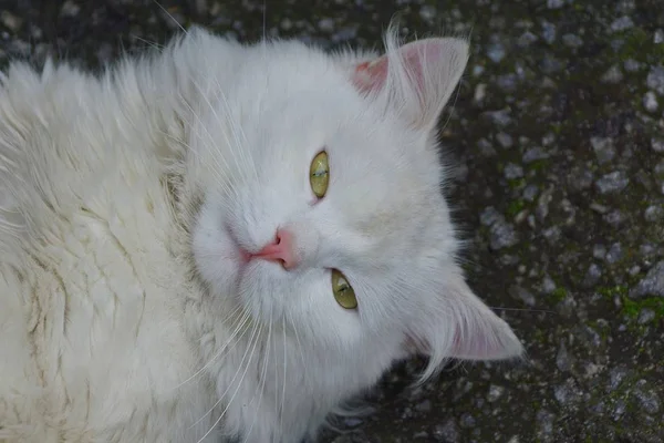 Grande Gato Branco Mentiras Olha Para Asfalto Cinza — Fotografia de Stock