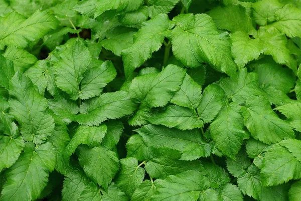 Sfondo Dalle Foglie Verdi Bagnate — Foto Stock