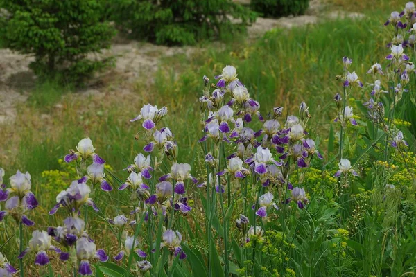 Rad Färgade Iris Blommor Med Gröna Stjälkar Och Löv Utomhus — Stockfoto