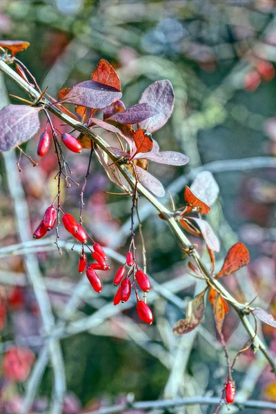 Κόκκινα Μούρα Από Οξυάκανθα Πάνω Ένα Κλαδί Φύλλα — Φωτογραφία Αρχείου