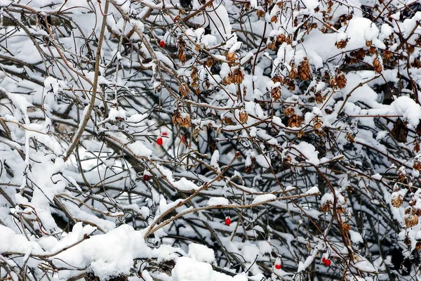 Las Ramas Del Arbusto Del Viburno Con Las Bayas Rojas — Foto de Stock