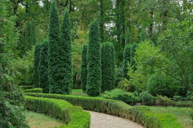 parkta yeşil süs bitki örtüsü ve kozalaklı arasında kaldırım yolu