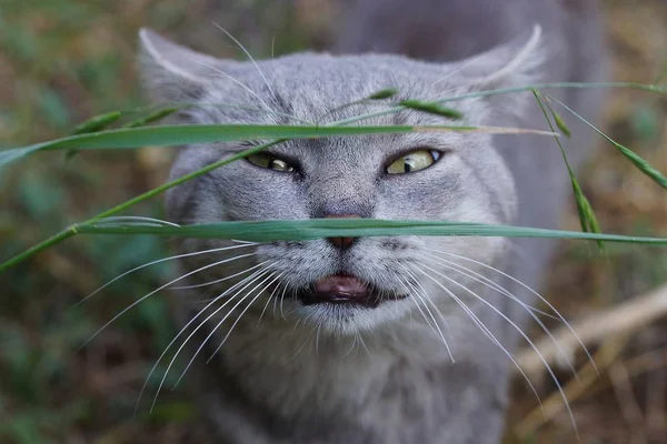 고양이는 자연에서 잔디의 먹는다 — 스톡 사진