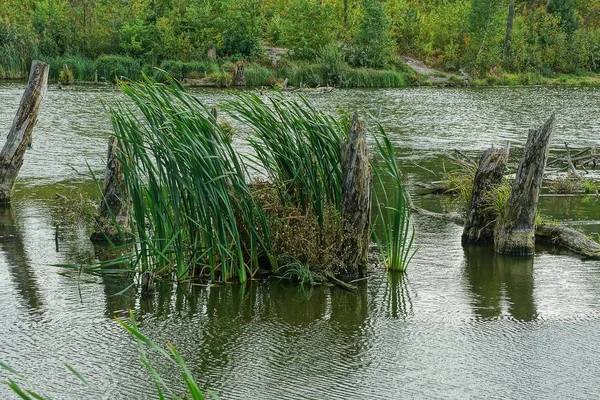 Árboles Viejos Secos Hierba Verde Agua Del Pantano — Foto de Stock