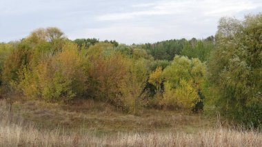 Çayırdaki renkli ağaçların ve gri kuru otların sonbahar manzarası