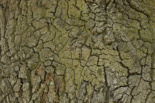 Natürliche Vegetative Hintergrund Von Einer Grauen Grünen Rinde Auf Einem — Stockfoto