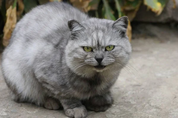 Een Grijze Kat Zittend Het Asfalt Straat — Stockfoto