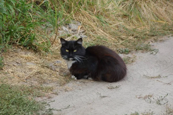 Gato Preto Sentado Chão Perto Grama Verde — Fotografia de Stock