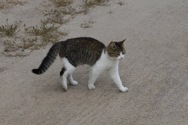 Skvrnitá Kočka Stojí Šedé Cestě Trávy — Stock fotografie