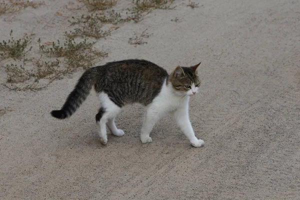 Gatto Macchiato Piedi Una Strada Grigia Erba — Foto Stock