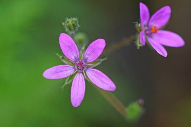 Parkta küçük kırmızı bir tomurcuk.