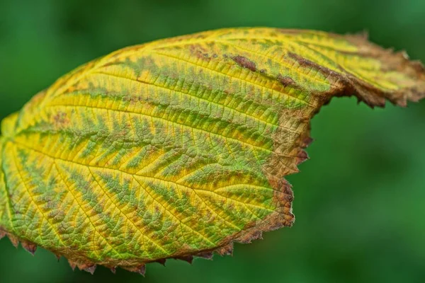 Mooi Gevallen Groot Geel Blad Open Lucht — Stockfoto