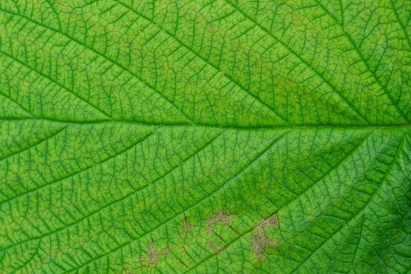 Zielone Tło Wegetatywne Kawałka Dużego Liścia — Zdjęcie stockowe