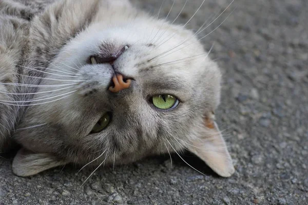 Büyük gri bir kedi yatar ve asfalta bakar 
