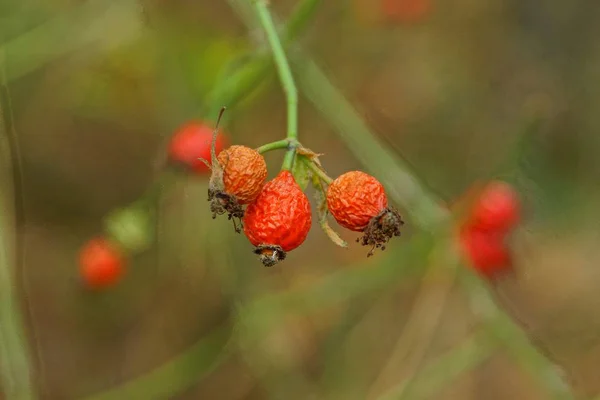 Three Red Dry Rosehip Berries Green Branch Bush Park — Stock Photo, Image