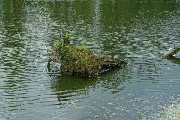 Vieux Tronc Arbre Envahi Dans Eau Étang — Photo