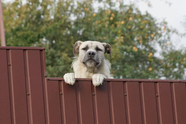 beyaz büyük bir köpek caddede kahverengi metal bir çitin üzerinde