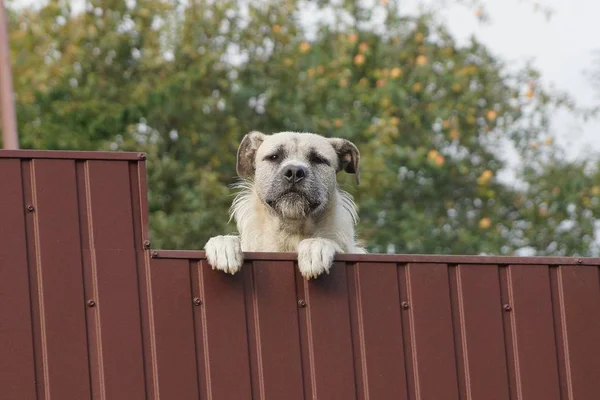 One White Big Dog Brown Metal Fence Street — Stock Photo, Image
