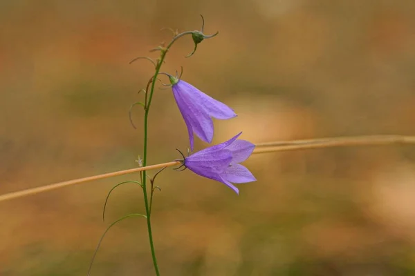 Dois Botões Azuis Flores Sino Selvagem Caule Verde Fino Floresta — Fotografia de Stock