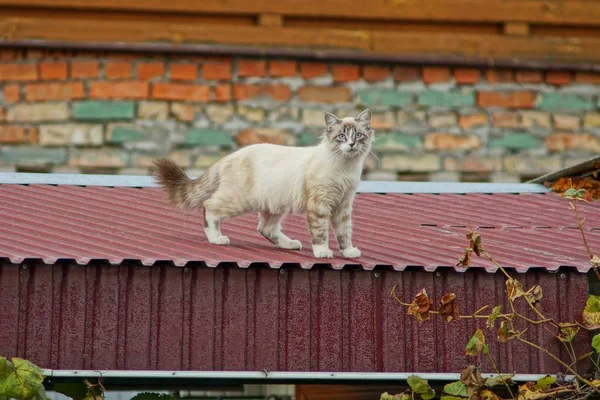 Stor Vacker Grå Katt Står Brun Metall Tak Gatan — Stockfoto