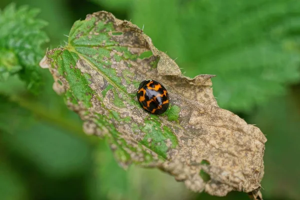 one colored ladybug sits on a dry green leaf of a plant