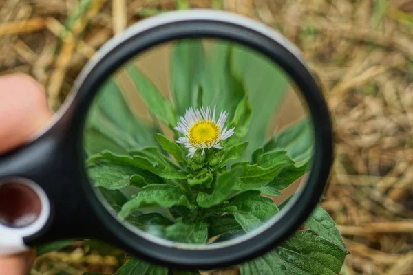 Svart Förstoringslampa Handen Förstorar Liten Tusensköna Blomma Grönt Gräs — Stockfoto