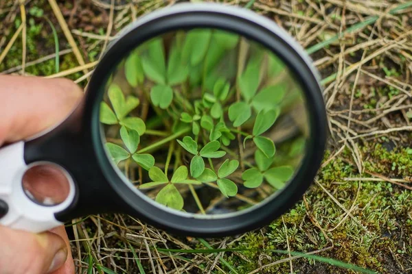 Lente Ampliação Redonda Sobre Trevo Folha Verde Uma Fábrica Natureza — Fotografia de Stock