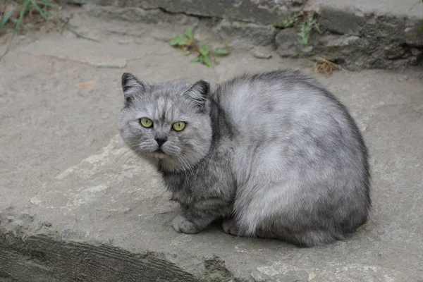 Eine Graue Katze Sitzt Auf Der Straße Und Blickt Auf — Stockfoto