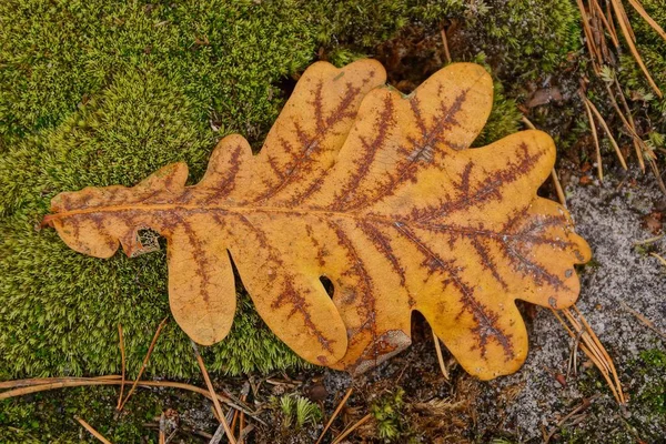 Una Grande Foglia Secca Marrone Quercia Trova Sul Muschio Verde — Foto Stock