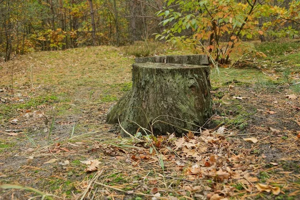 Vecchio Ceppo Verde Nel Muschio Nella Foresta Autunnale — Foto Stock