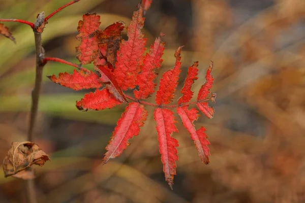 茶色の背景に植物の細い枝に小さな赤い葉があり — ストック写真