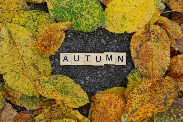 Wort Herbst Aus Holzbuchstaben Auf Grauem Asphalt Inmitten Gelber Trockener — Stockfoto