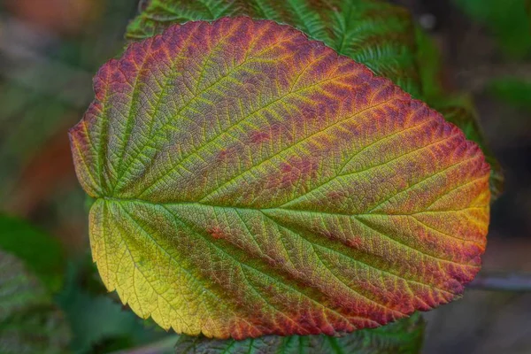 オープンエアの美しい落ちた大きな色の葉 — ストック写真