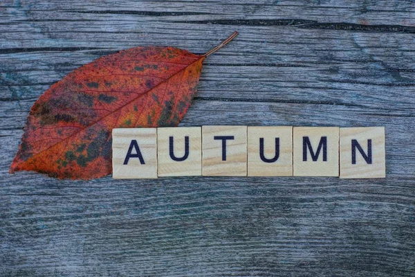 Dry Colored Fallen Leaf Word Autumn Wooden Letters — Stock Photo, Image