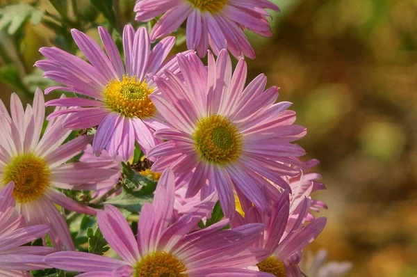 Fleurs Fleurs Rouges Dans Bouquet Dans Jardin Automne — Photo