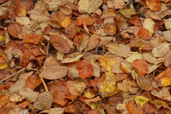 Natürliche Pflanzenstruktur Aus Braunen Und Gelben Abgefallenen Trockenen Blättern — Stockfoto