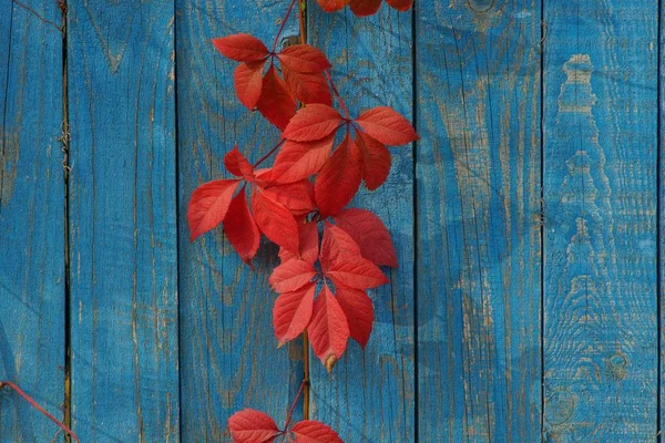 Piros Levelek Egy Növény Kék Táblák Kerítés — Stock Fotó