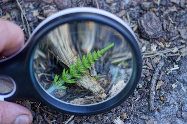 Lupa Preta Mão Aumenta Hornwort Planta Verde Selvagem Deitado Solo — Fotografia de Stock