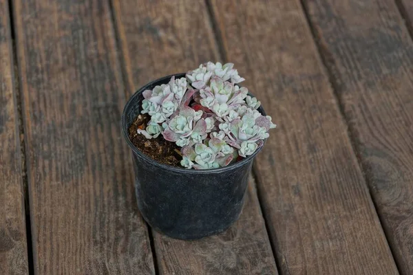 Satu Pot Bunga Plastik Hitam Dengan Hiasan Biru Tanaman Kecil — Stok Foto