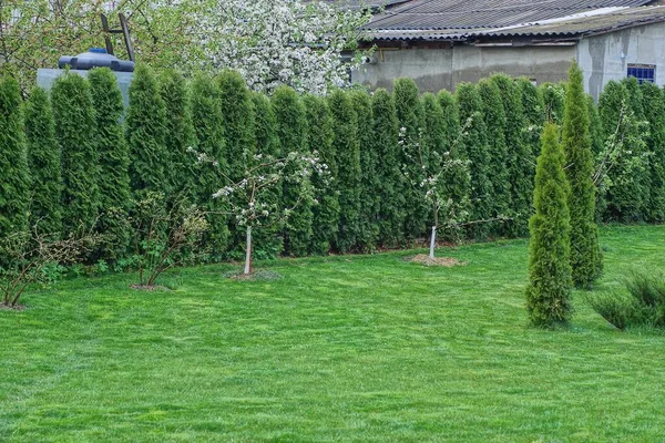 Fileira Árvores Ornamentais Coníferas Verdes Pelo Gramado Com Grama Jardim — Fotografia de Stock