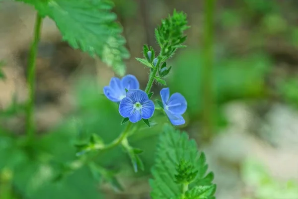 Pequenas Flores Silvestres Azuis Tronco Verde Com Folhas Natureza — Fotografia de Stock