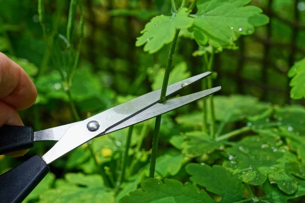 Сірі Металеві Ножиці Вирізають Зелений Стебло Листям Рослин Природі — стокове фото