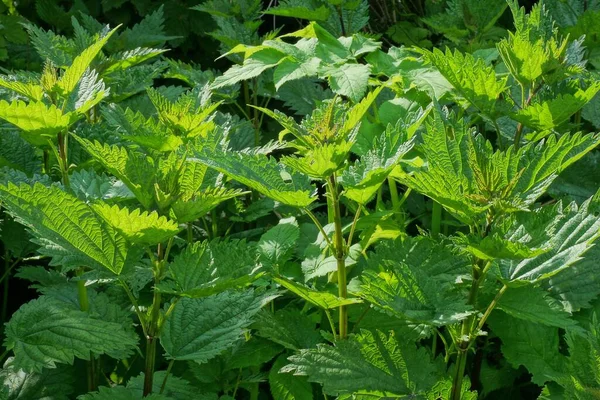 Sfondo Naturale Cespugli Foglie Ortica — Foto Stock