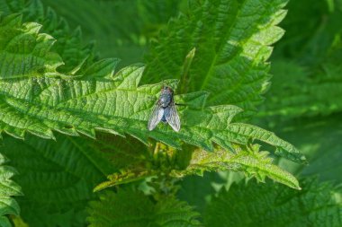 Küçük gri bir sinek, doğadaki bir ısırgan otunun yeşil bir yaprağında oturuyor.