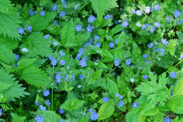 自然の中の植物の緑の葉の間の小さな青い野生の花の自然な植物の質感 — ストック写真