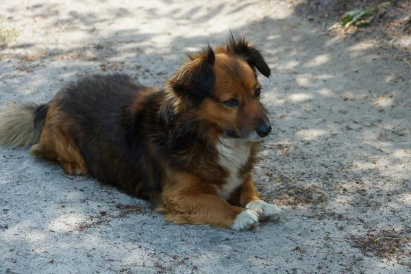 Ένα Καφέ Σκυλί Βρίσκεται Και Κοιτάζει Γκρίζα Άμμο Στο Δρόμο — Φωτογραφία Αρχείου