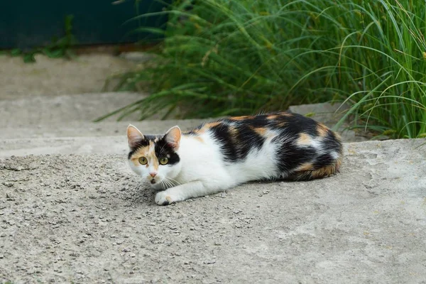 One Big Spotted Cat Lies Looks Gray Concrete Road Green — Zdjęcie stockowe