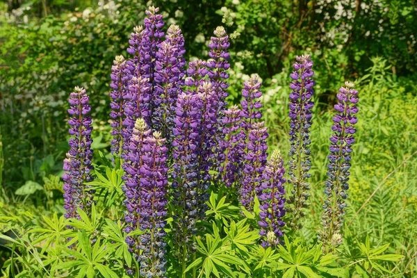 Many Long Blue Flowers Lupins Green Vegetation Nature Garden — ストック写真