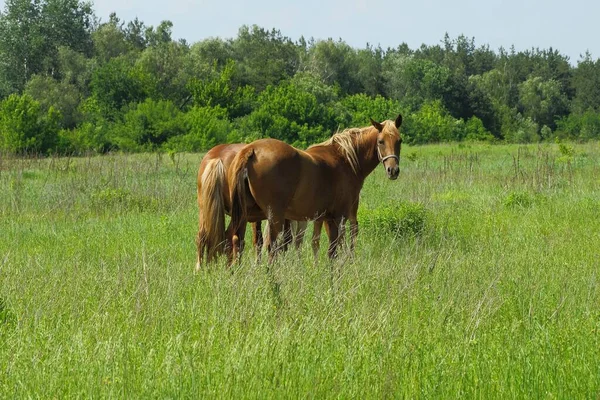 Two Big Brown Horses Stand Green Grass Meadow Nature — Zdjęcie stockowe